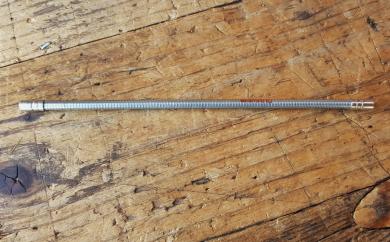 Bowdenzug Außenhülle "SHIMANO"  f. Schaltungszug Umwerfer / Schaltwerk, klar ummantelt, D: außen 5,0 mm, D: innen 2 mm,  